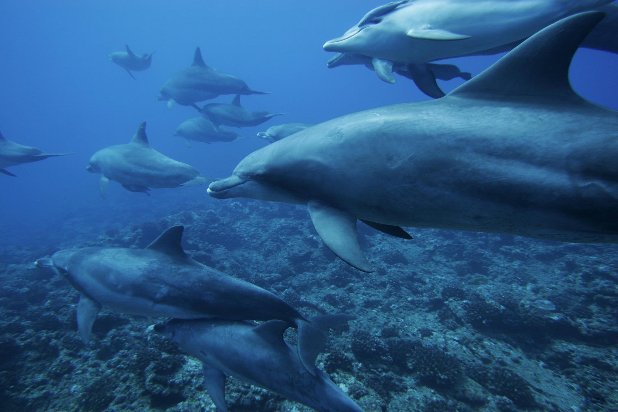 dolphins